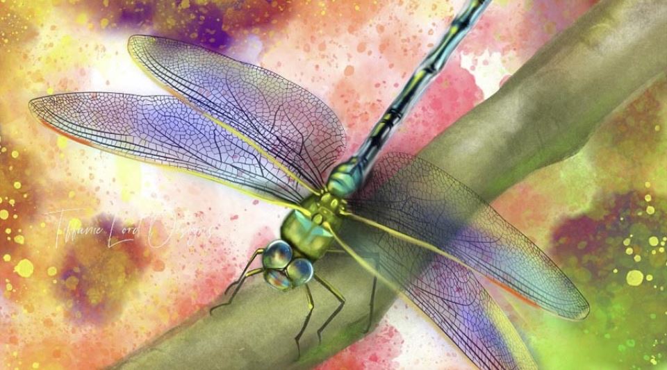 Tiffanie Lord Designs slider