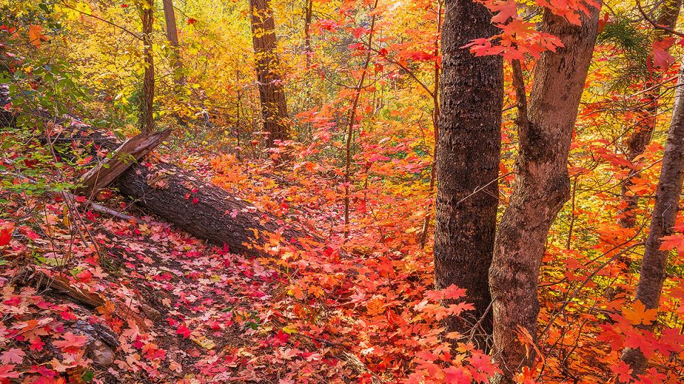 Stan Rose Images slider