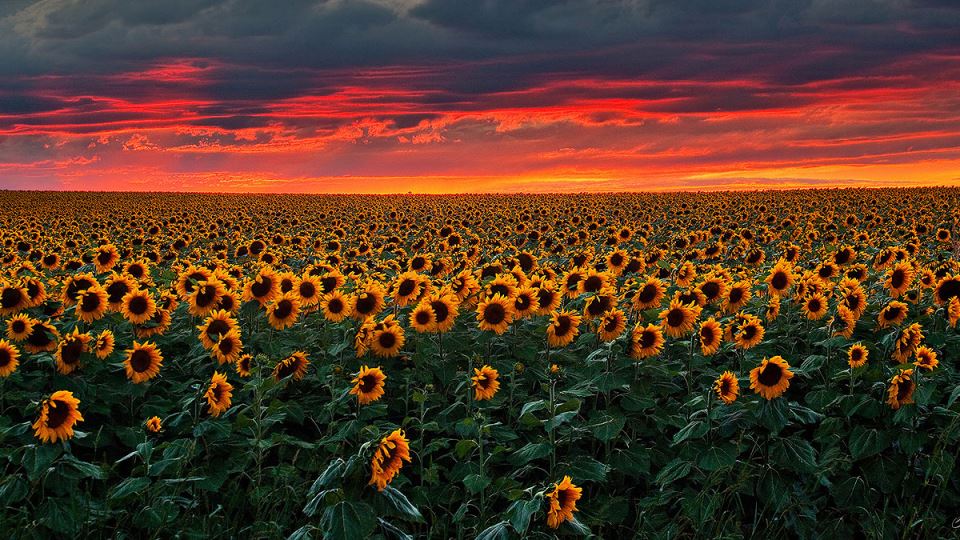 Stan Rose Images slider